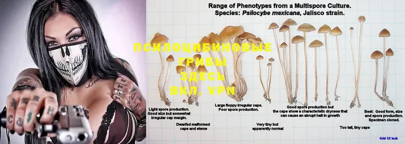 Псилоцибиновые грибы Psilocybe  магазин  наркотиков  Тюмень 